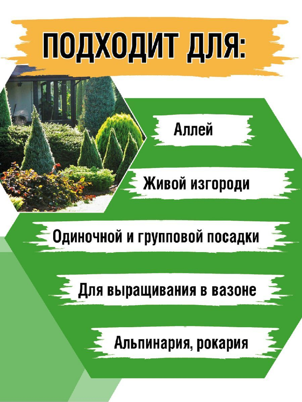 Ель канадская Коника