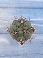 Gymnocalycium Pflanzii (Гимнокалициум)