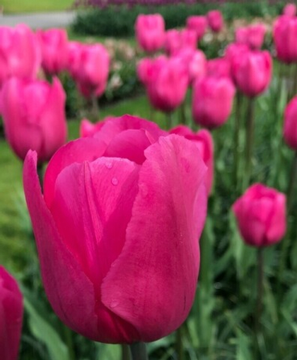 Тюльпан триумф Дон Кихот