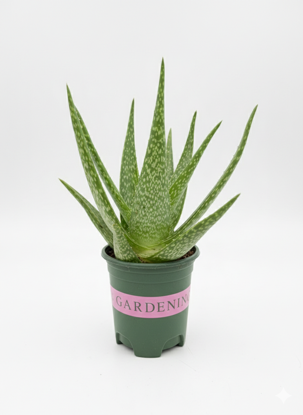 Алоэ Vera Brocade д.12