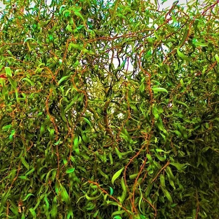 Ива Извилистая