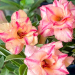 Адениум SOM SOMBUN