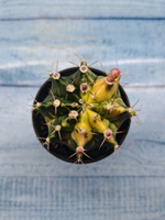 Gymnocalycium Variegata (Гимнокалициум Вариегатный)