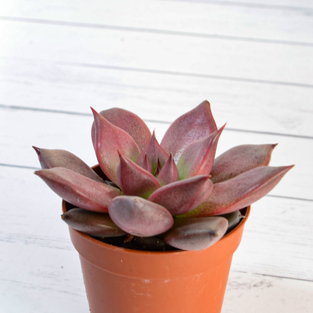 Echeveria Taurus (Эхеверия)
