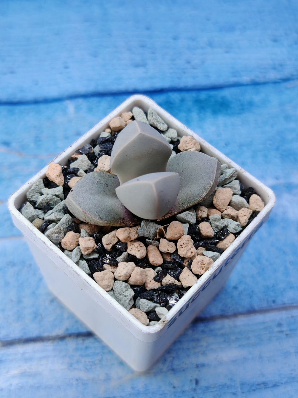 Lapidaria Margaretae (Лапидария)