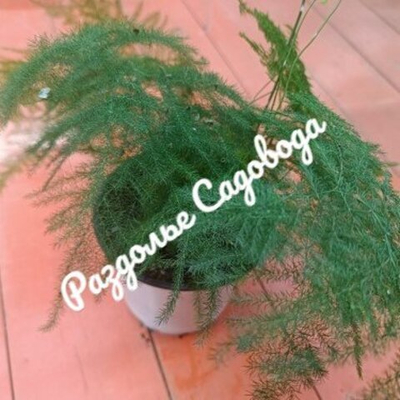 Аспарагус перистый (горшок 1 л)