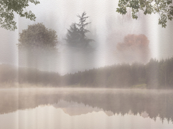 Коллекция FORESTA