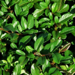 Кизильник блестящий С5 60-80