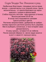 Седум Тачдаун Тик красно-черный очиток многолетний