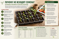 Почему не всходят семена: основные причины и способы решения