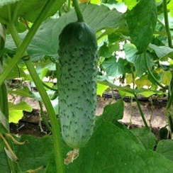 Мареса F1 семена огурца партенокарпического (Seminis / Семинис)