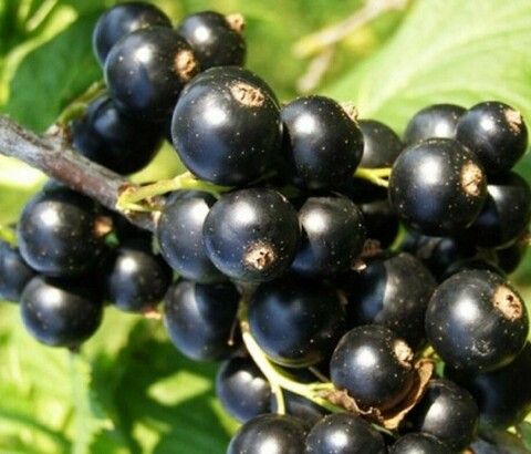 Смородина черная Тамерлан