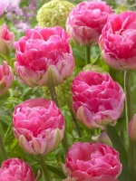 Тюльпан Пионовидный Викед ин Пинк