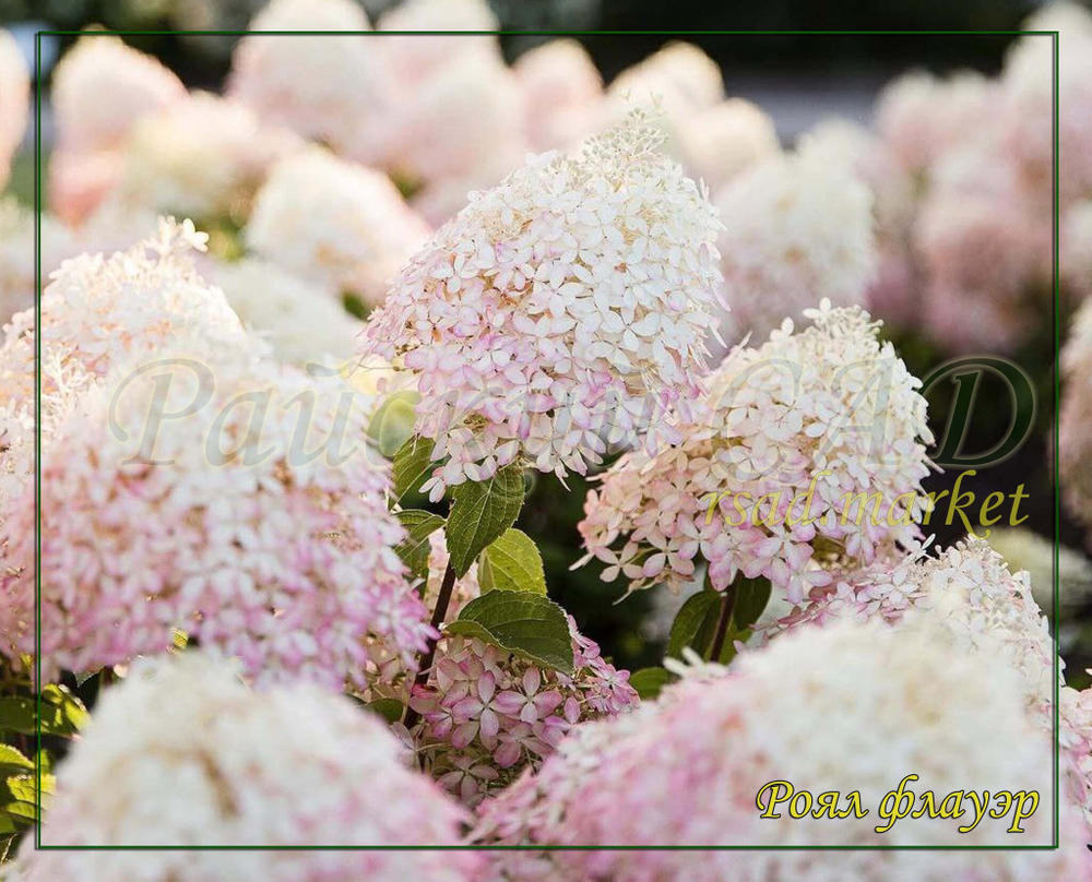 Гортензия метельчатая Роял Флауэр- королевский цветок (Hydrangea paniculata `Royal Flower`)