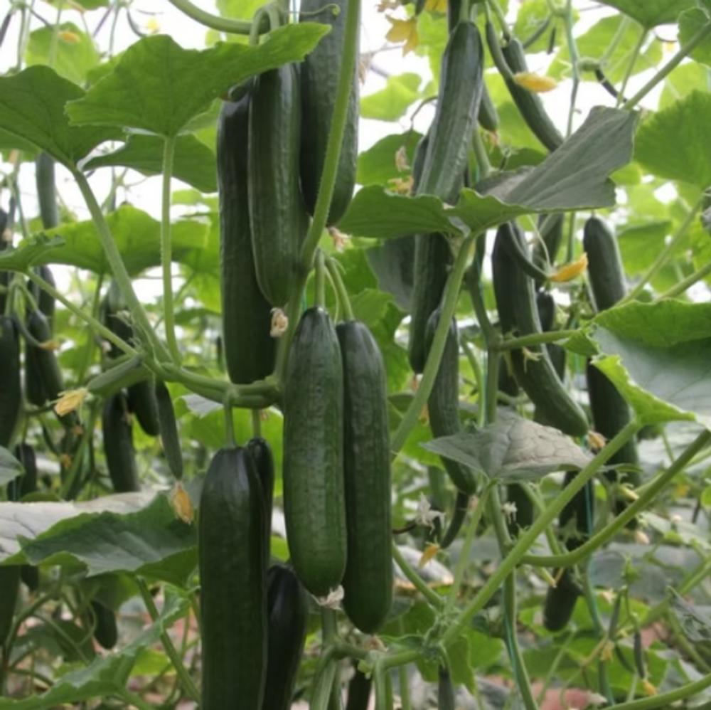 Огурец длинный Амар F1 10шт