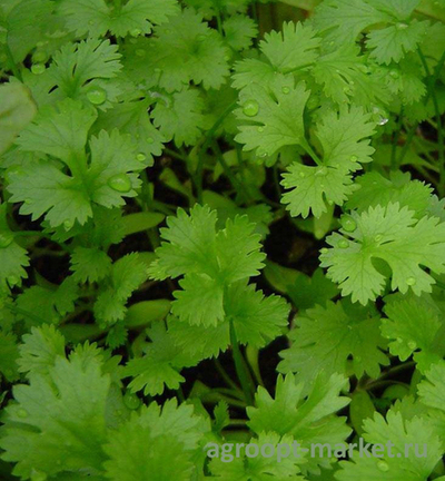 Формула семена кориандра (Global Seeds / Глобал Сидс)