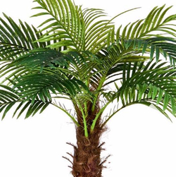 Финиковая пальма Новая, в-160 см, 190 см