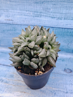 Haworthia Atrofusca Mutant (Хавортия)