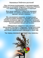 Седум Ред Спарклер Красный блеск очиток почвопокровный