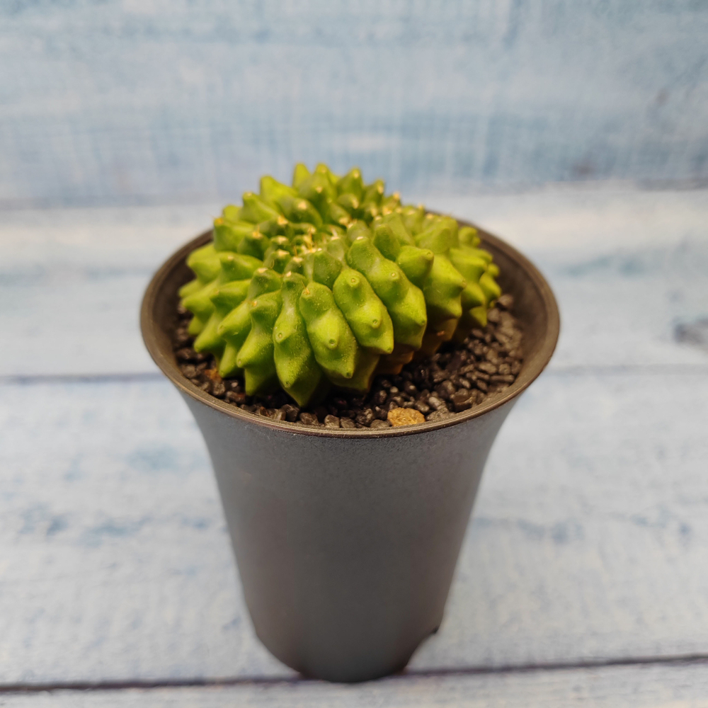 Gymnocalycium Spineless Crested form (Гимнокалициум Кристатный)