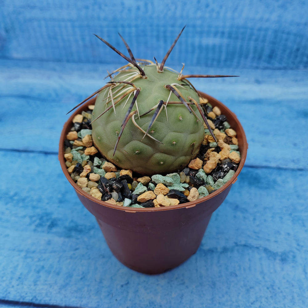 Tephrocactus Geometricus (Тефрокактус)