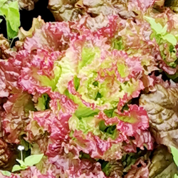 Салат Жар Птица