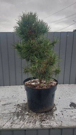 Сосна Глобоза Виридис С15л (60см) Закупка М35 наличие 2026