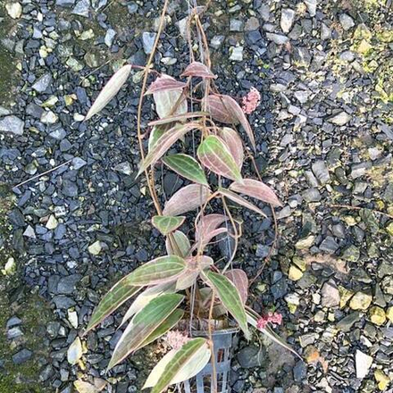 Хойя MACROPHYLLA ALBOMARGINATA