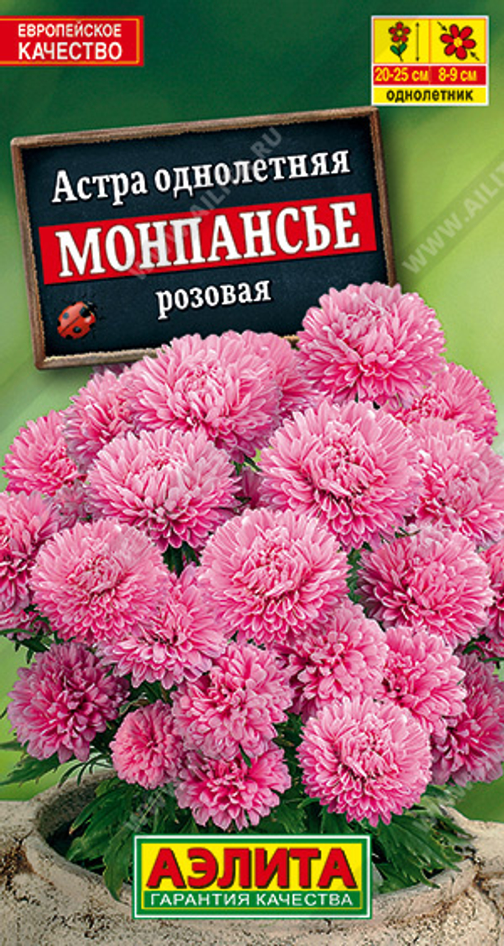 Астра Монпансье розовая