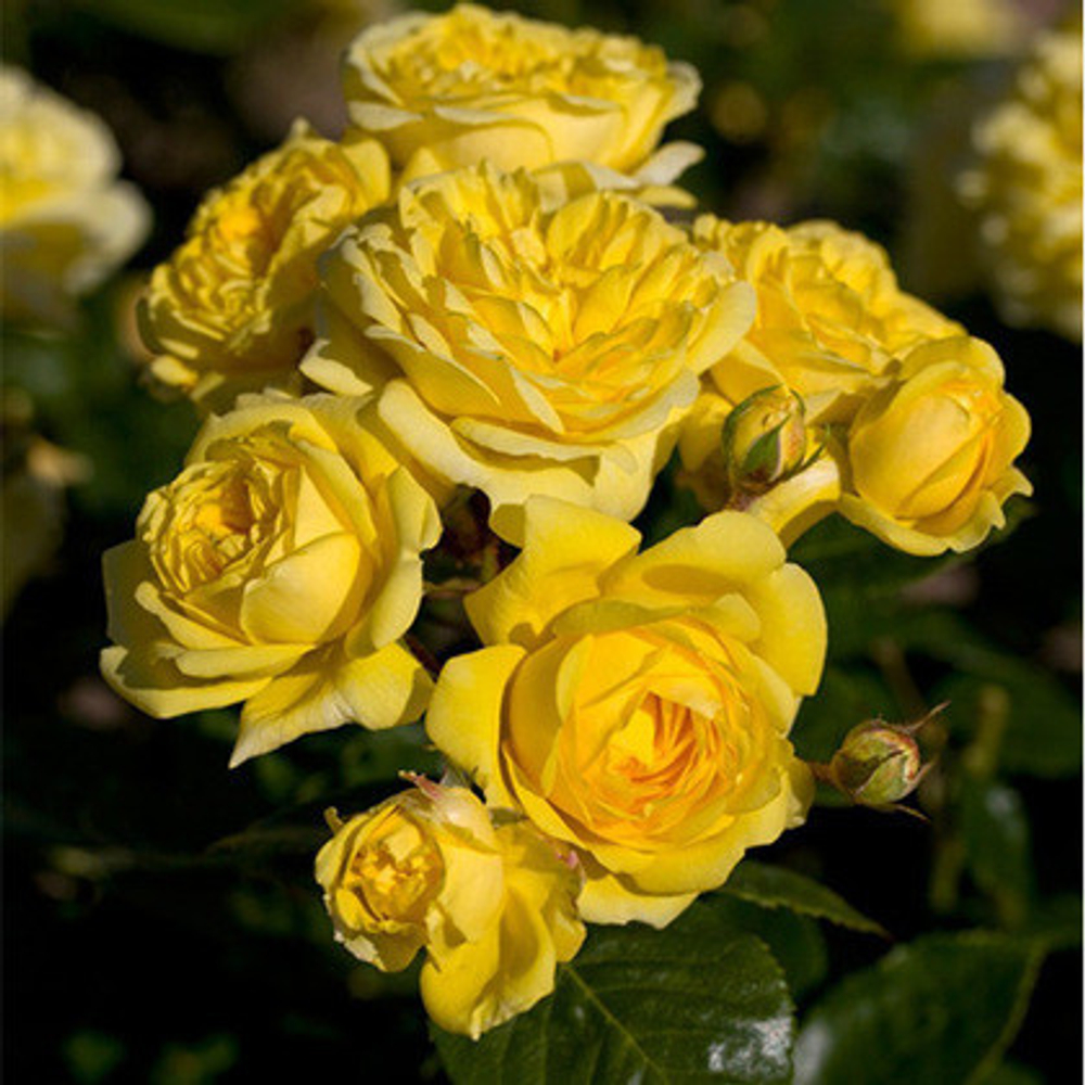 Sommergold (Соммерголд)
