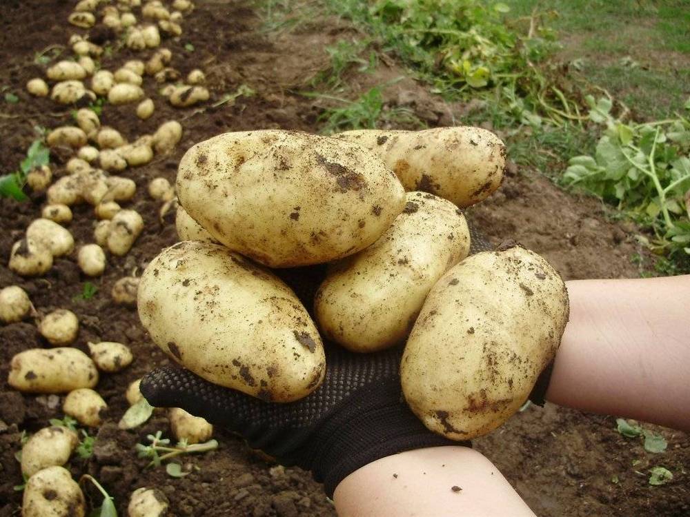 Семенной Картофель Садон
