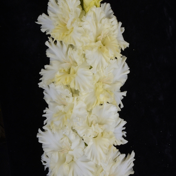 Гладиолус крупноцветковый Фигурное Катание