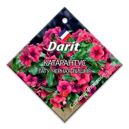 Катарантус Тату Черная вишня, семена Дарит 7шт (500)