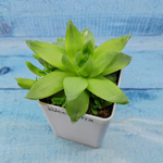 Haworthia Cymbiformis (Хавортия)