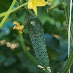Ронелл F1 семена огурца (Enza Zaden / Энза Заден)