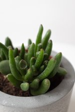 Листья-трубочки декоративного суккулент - Крассула Овата Хоббит