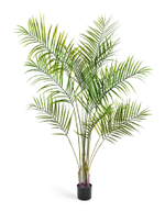 Пальма Арека Новая