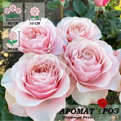 Блумсбери (Bloomsbury)