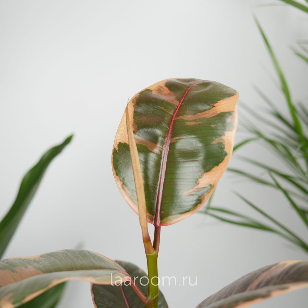 Фикус эластика Белиз 12/30