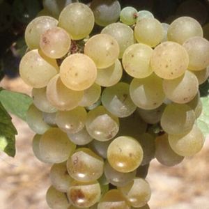 Мюскадель (Muscadelle) - белый сорт винограда