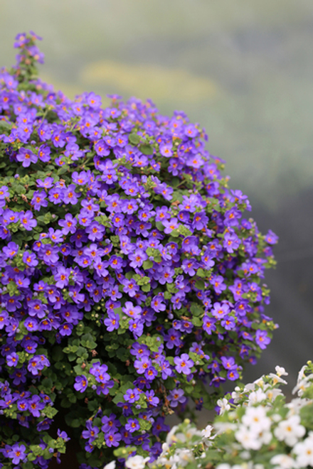 ЕВРО Бакопа Epic Blue укорененный черенок ОКС февраль 26 Kohen