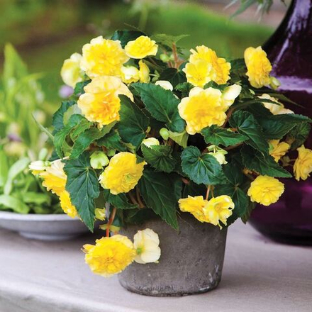 Бегония Мультифлора Максима Желтая