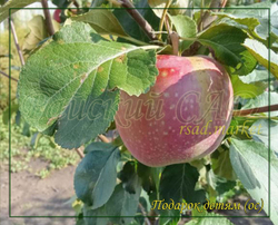 Яблоня Подарок детям