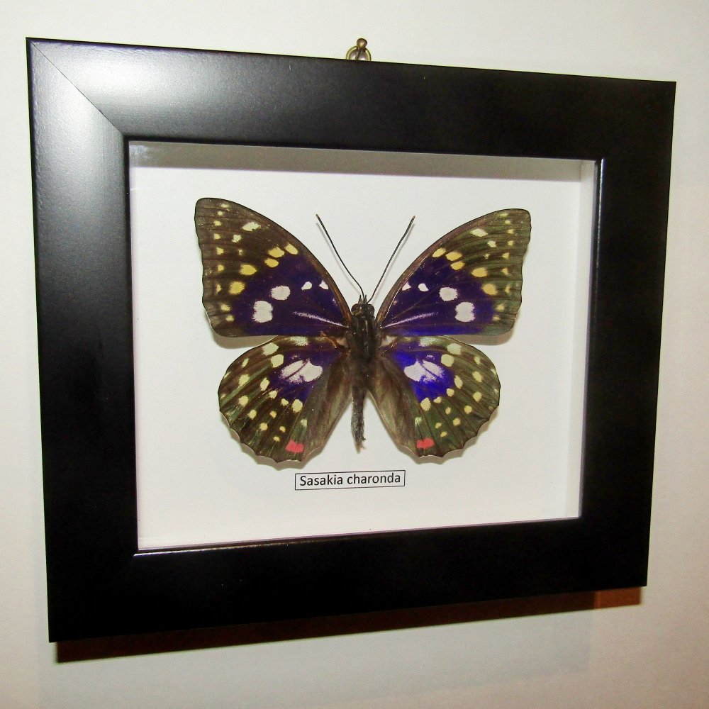 Бабочка Sasakia charonda рамке