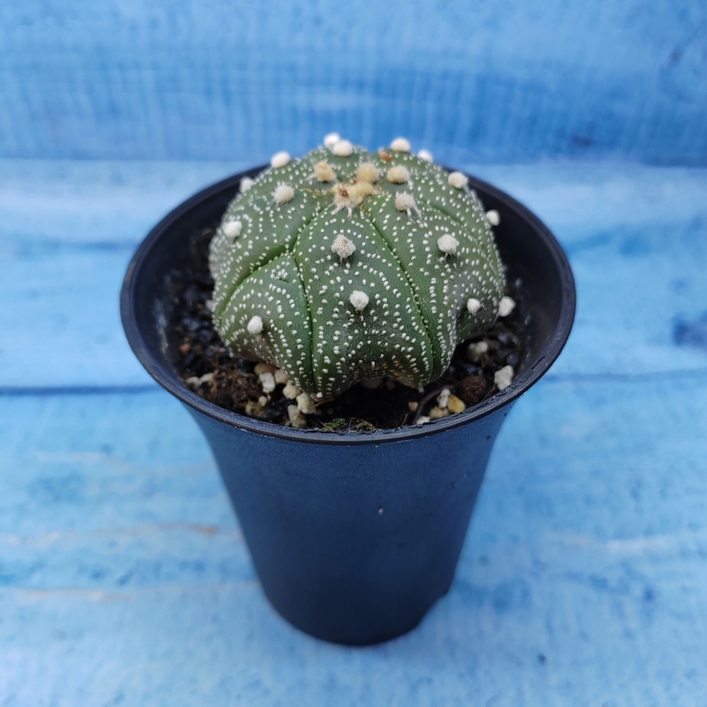 Astrophytum Asterias (Астрофитум)