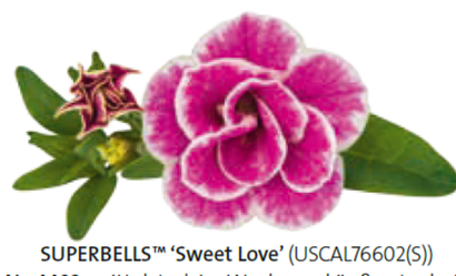 Калибрахоа ЕВРО в наличии