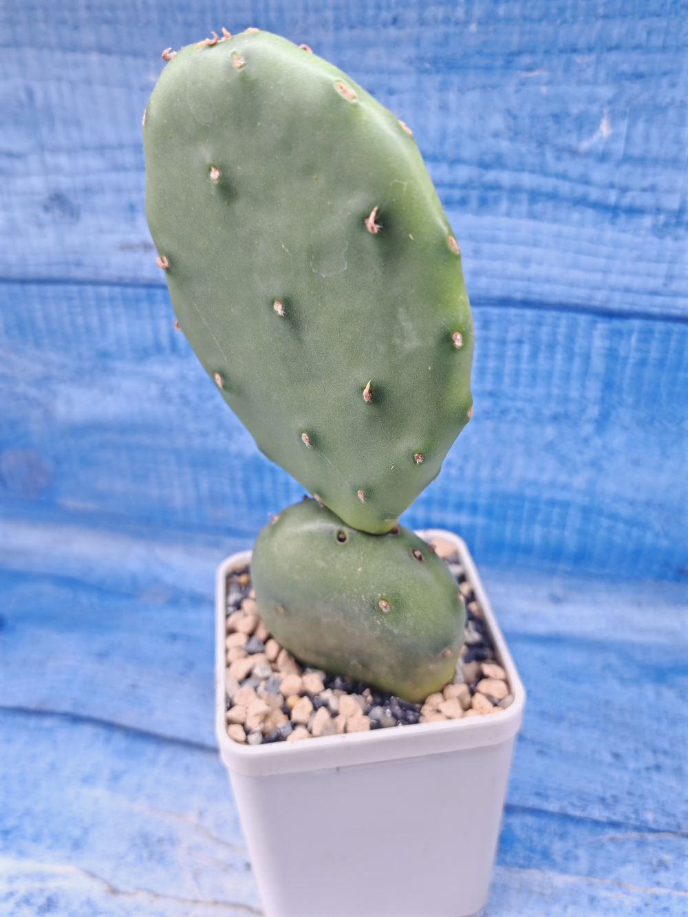 Opuntia Humifusa (Опунция)