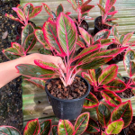 Аглаонема KHANSA/RED LIPSTICK