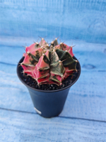 Gymnocalycium Variegata (Гимнокалициум Вариегатный)