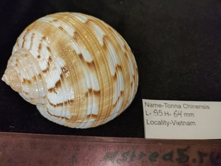 Тонна Хиненсис 85-120мм